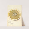 Citrus paradisi: Silver Cluster by Deborah Griscom Passmore