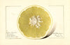 Citrus paradisi: Silver Cluster