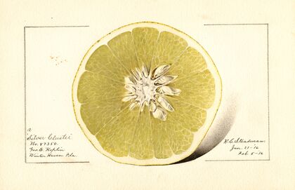 Citrus paradisi: Silver Cluster