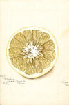 Citrus paradisi: Standard