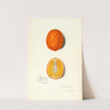 Citrus sinensis by Amanda Almira Newton