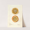 Citrus sinensis by Elsie E. Lower