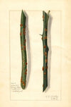 Citrus sinensis