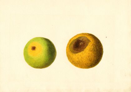 Citrus sinensis
