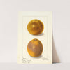 Citrus sinensis by Ellen Isham Schutt