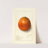 Citrus sinensis by Ellen Isham Schutt