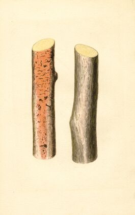 Citrus sinensis