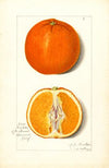 Citrus sinensis