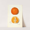 Citrus sinensis by Amanda Almira Newton