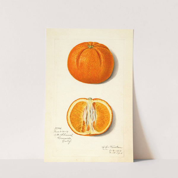 Citrus sinensis by Amanda Almira Newton