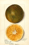 Citrus sinensis