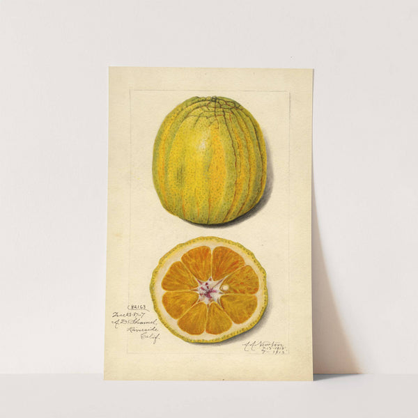 Citrus sinensis by Amanda Almira Newton