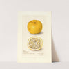 Citrus sinensis: Acida by Amanda Almira Newton