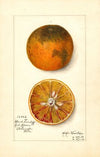 Citrus sinensis: Blood Tardiff