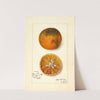 Citrus sinensis: Blood Tardiff by Amanda Almira Newton
