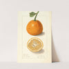 Citrus sinensis: Bonboro by Ellen Isham Schutt