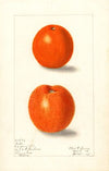 Citrus sinensis: Canton