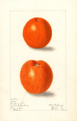Citrus sinensis: Canton