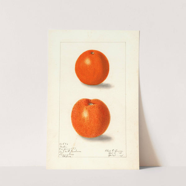 Citrus sinensis: Canton by Elsie E. Lower