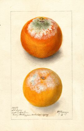 Citrus sinensis