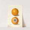 Citrus sinensis: Indian River by Ellen Isham Schutt