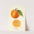 Citrus sinensis: Large St by Bertha Heiges