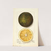 Citrus sinensis: Navel by Mary Daisy Arnold