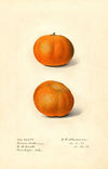 Citrus sinensis: Owari Satsuma