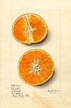 Citrus sinensis: Temple