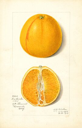 Citrus sinensis: True Eureka — size preview