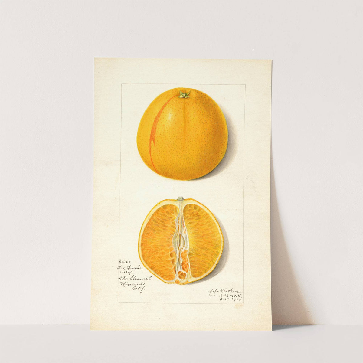 Citrus sinensis: True Eureka by Amanda Almira Newton