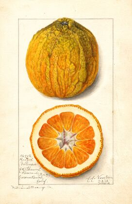 Citrus sinensis: Valencia — size preview