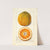 Citrus sinensis: Valencia by Amanda Almira Newton