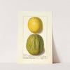 Citrus sinensis: Valencia by Ellen Isham Schutt