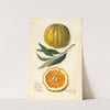 Citrus sinensis: Valencia by Amanda Almira Newton