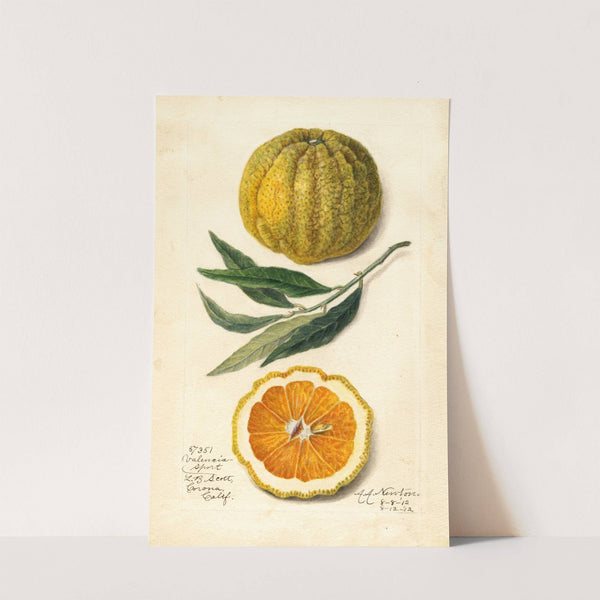 Citrus sinensis: Valencia by Amanda Almira Newton