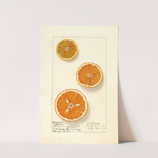 Citrus sinensis: Valencia (1913) by Ellen Isham Schutt