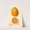 Citrus sinensis: Valencia by Ellen Isham Schutt