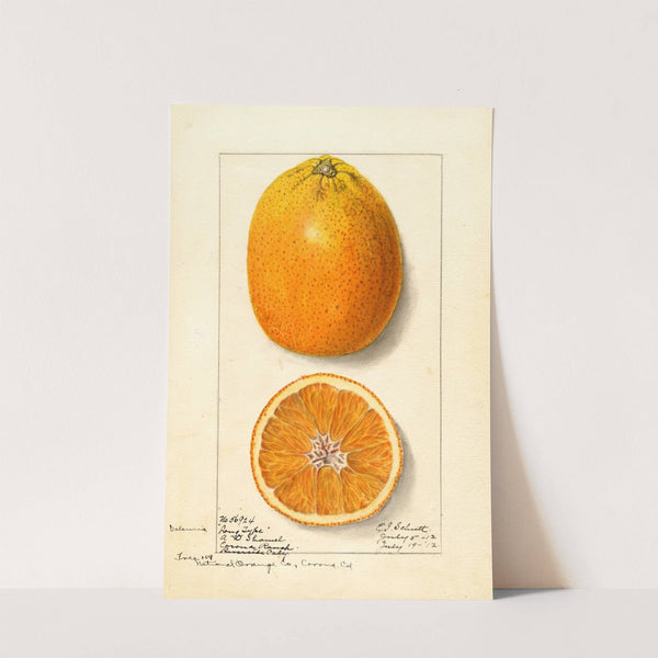 Citrus sinensis: Valencia by Ellen Isham Schutt