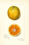 Citrus sinensis: Valencia