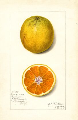 Citrus sinensis: Valencia