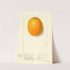 Citrus sinensis: Valencia by Ellen Isham Schutt