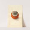 Citrus sinensis: Valencia late by Ellen Isham Schutt