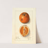 Citrus sinensis: Washington Navel by Ellen Isham Schutt