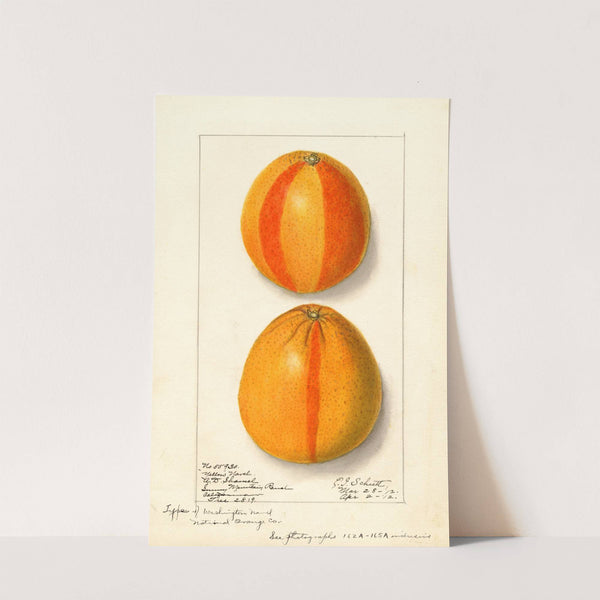 Citrus sinensis: Washington Navel by Ellen Isham Schutt