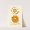 Citrus sinensis: Washington Navel (1913) by Ellen Isham Schutt