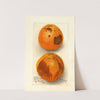 Citrus sinensis: Washington Navel by Deborah Griscom Passmore