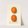 Citrus sinensis: Washington Navel (1913) by Ellen Isham Schutt