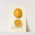 Citrus sinensis: Washington Navel by Ellen Isham Schutt