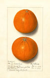 Citrus sinensis: Washington Navel